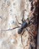 Liophrurillus flavitarsis